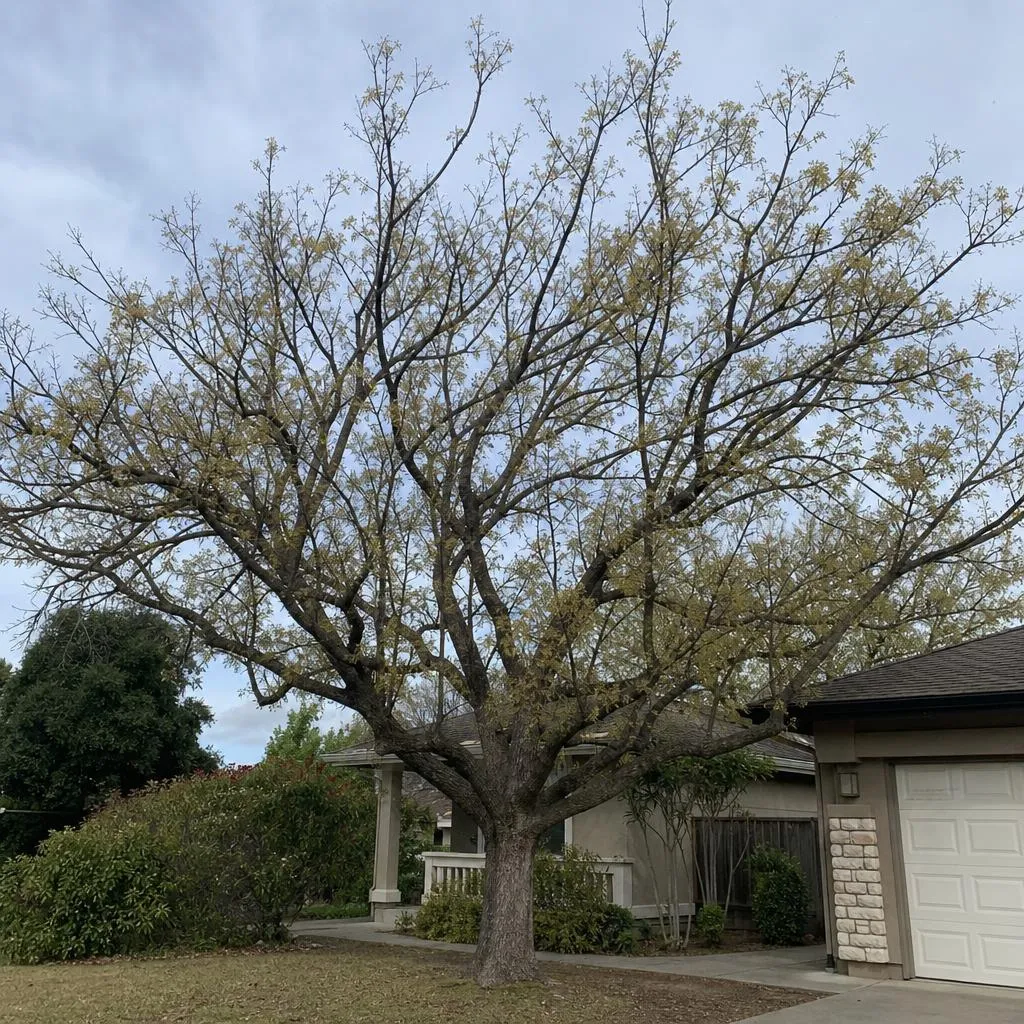 Tree with a pale, sparse, thinning canopy against the sky