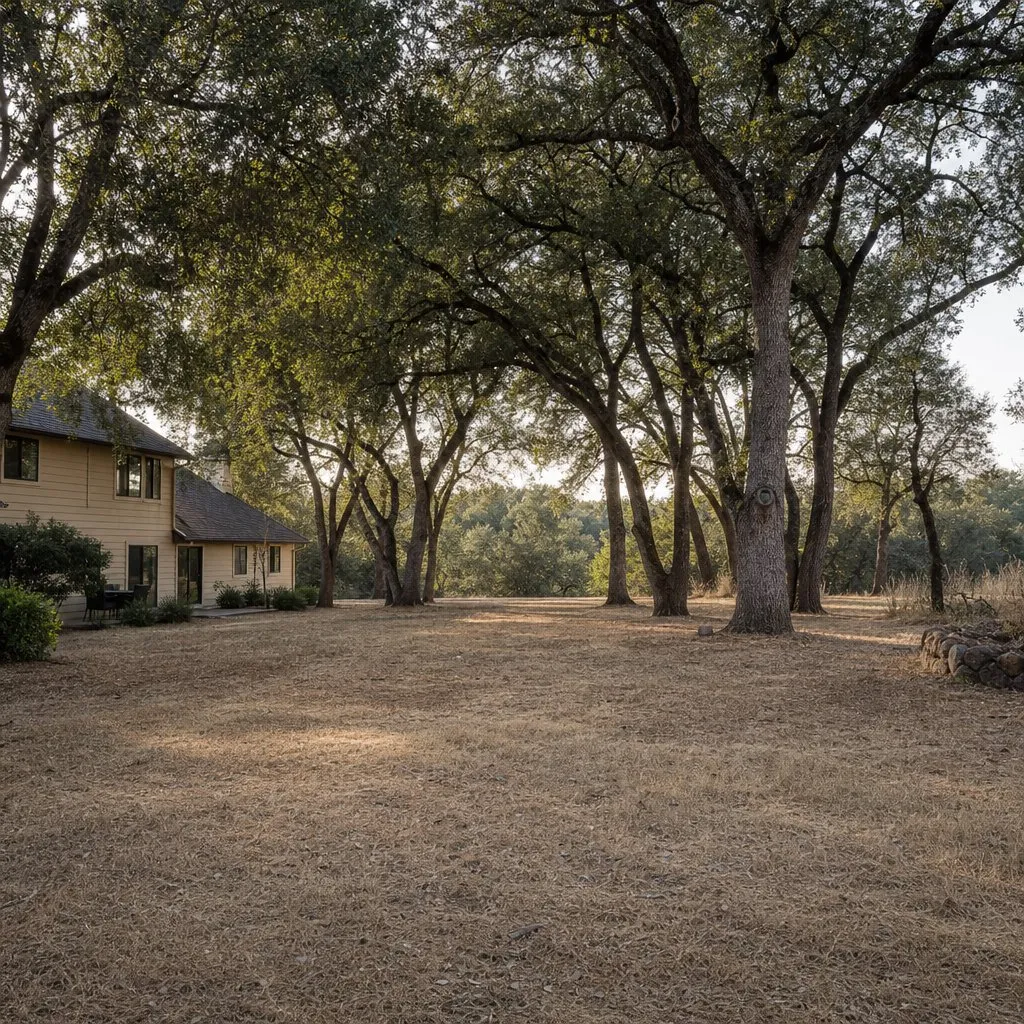 Cleared defensible space around oaks at the edge of a Roseville property