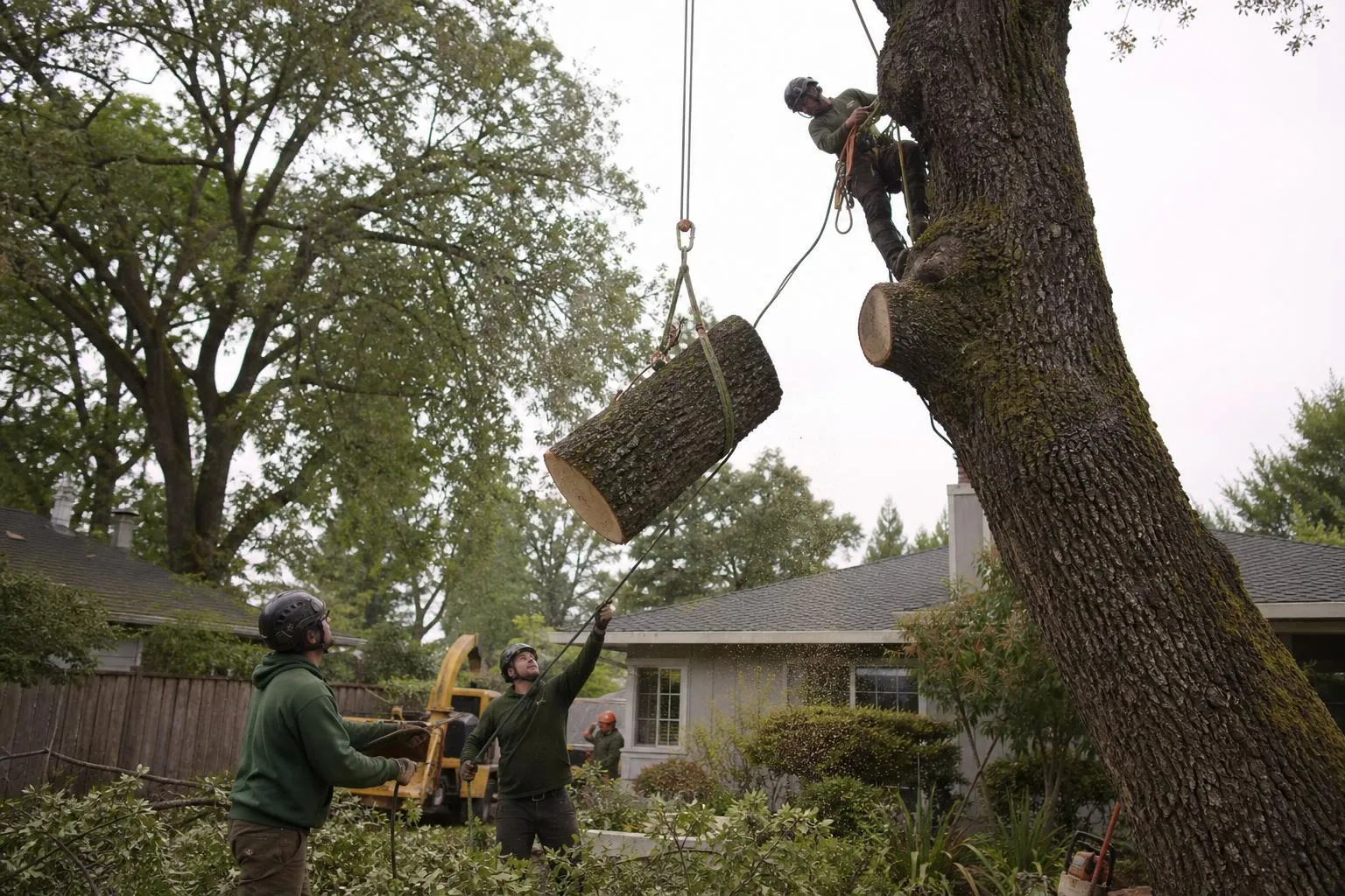 Tree service crew safely removing a large tree in a Roseville backyard